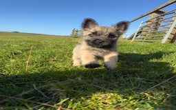 Cairn Terrier dogs for sale: Cairn terrier puppies - ready to go  - Advert 6