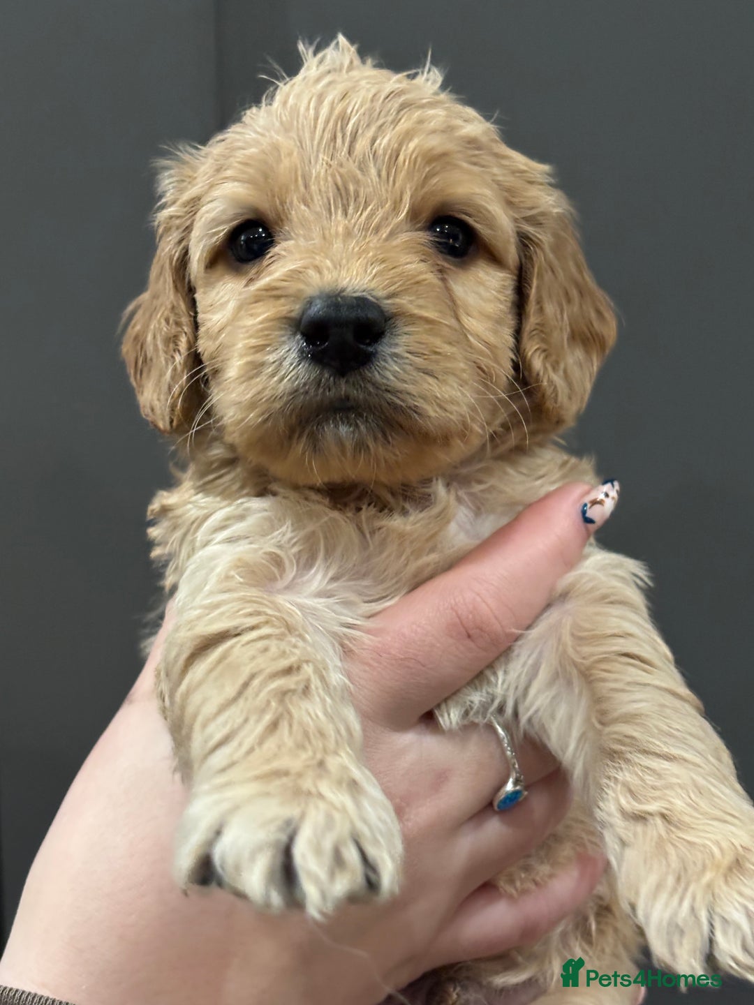 Cockapoo dogs for sale: Cockerpoo puppies - Advert 10