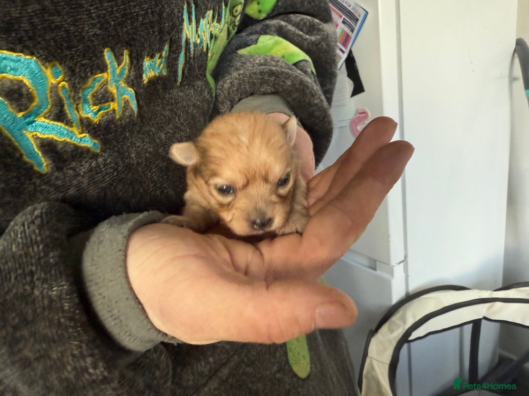 Pomchi dogs for sale: Pomchi puppies 😍 - Advert 11