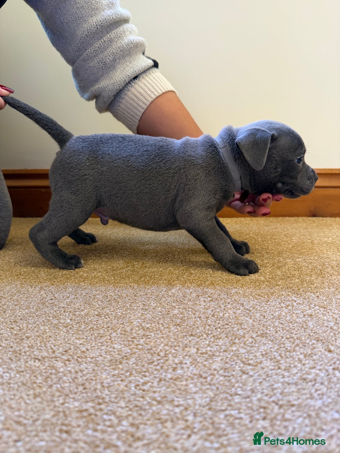 Staffordshire Bull Terrier dogs for sale: Gorgeous KC Reg/Health Tested Blue SBT Puppies - Image 20