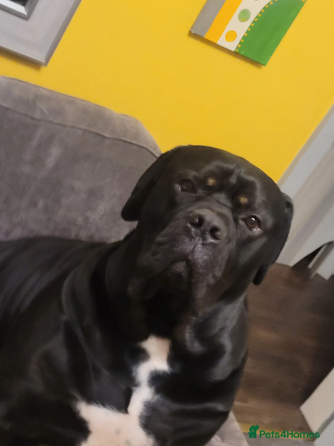 Cane Corso dogs for sale: Beats  - Advert 2