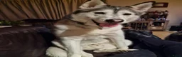 Siberian Husky dogs for sale: Siberian Husky for rehome  - Advert 3