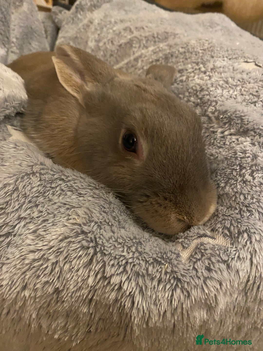 Mixed Breed rabbits for sale: Looking for forever home! - Advert 5