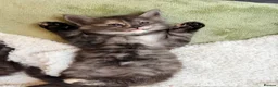 Maine Coon cats for sale: Stunning Fluffy Maine Coons - Advert 31