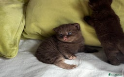 British Shorthair cats for sale: 🇬🇧✅BSH chocolate boys ⭐️GCCF💎last 2 left 🍩 - Image 4