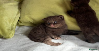 British Shorthair cats - Advert 2