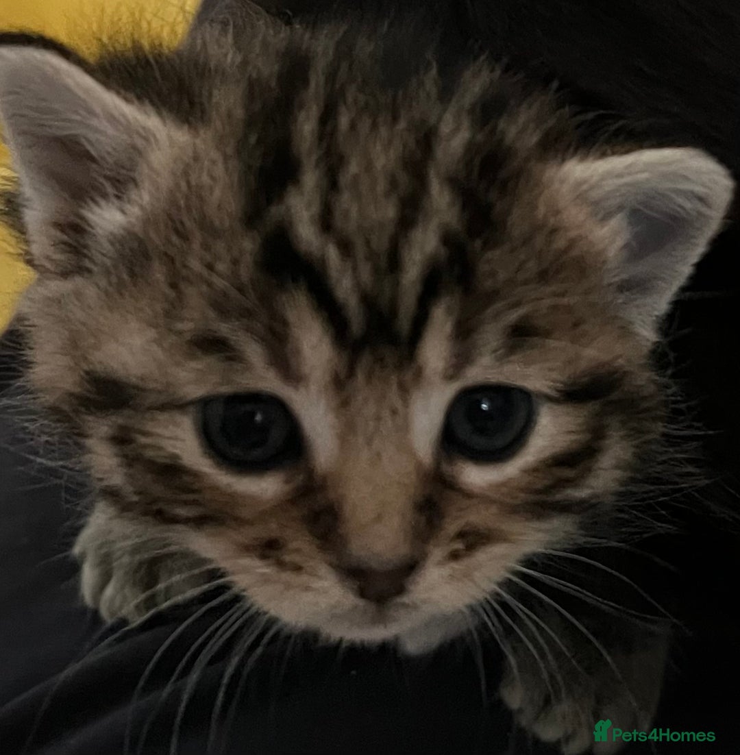 Mixed Breed cats for sale: CLEMENTINE’S CUTIES - (MUM with BENGAL)   - Advert 12