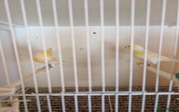 Canaries birds for sale: Cock canaries  - Image 1
