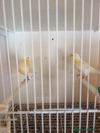 Canaries birds - Advert 10