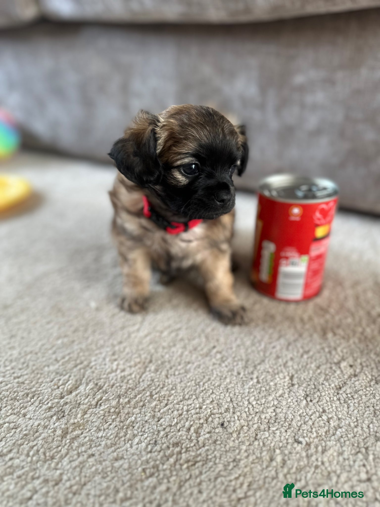 Mixed Breed dogs Beautiful Chihuahua x  Puppies - Advert 12