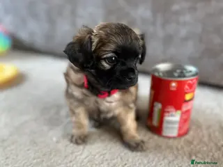 Mixed Breed dogs Beautiful Chihuahua x Puppies - Advert 12