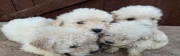 Goldendoodle dogs for sale: 4 beautiful puppies ready for their new homes!!!!! - Advert 6