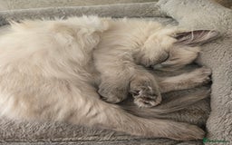 Ragdoll cats for sale: Last Ragdoll Kitten–Affectionate & Ready Now! ✨🐾 - Image 5