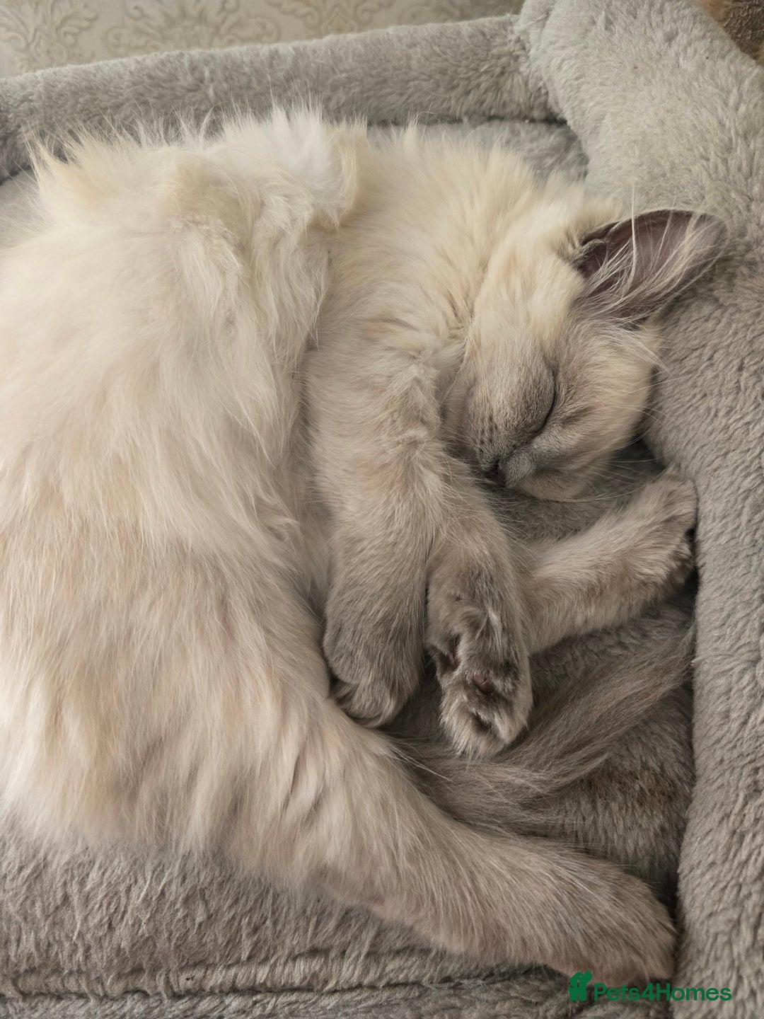Ragdoll cats for sale: Last Ragdoll Kitten–Affectionate & Ready Now! ✨🐾 - Image 5