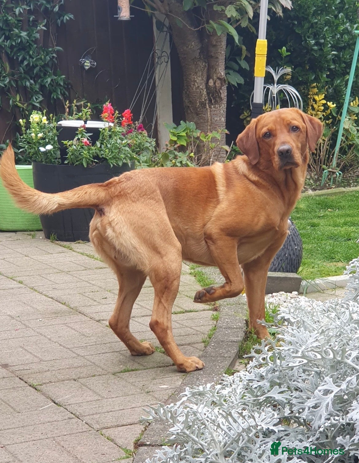 Labrador Retriever dogs Fox Red Labrador - Advert 11