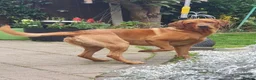 Labrador Retriever dogs for stud: Fox Red Labrador - Advert 2
