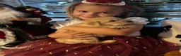 Golden Retriever dogs for sale: Outstanding American Golden Retrievers - Advert 26