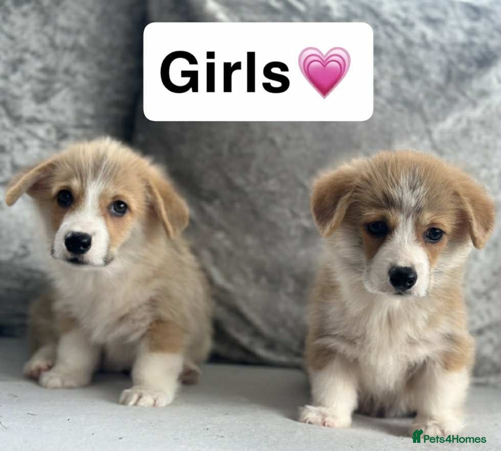 Welsh Corgi Pembroke dogs Stunning KC registered pups - Advert 13