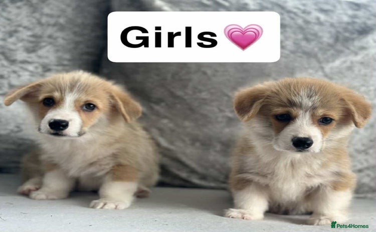 Welsh Corgi Pembroke dogs - Advert 2