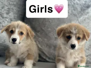 Welsh Corgi Pembroke dogs Stunning KC registered pups - Advert 13