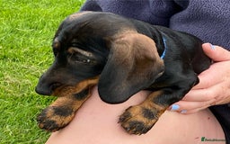 Dachshund dogs for sale: Stunning Dachshunds  - Image 4