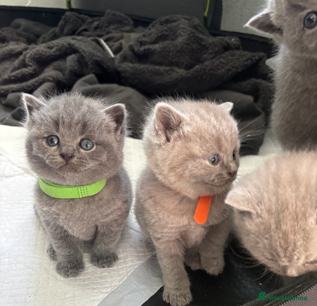 British Shorthair cats for sale: British Shorthair kittens  - Advert 8