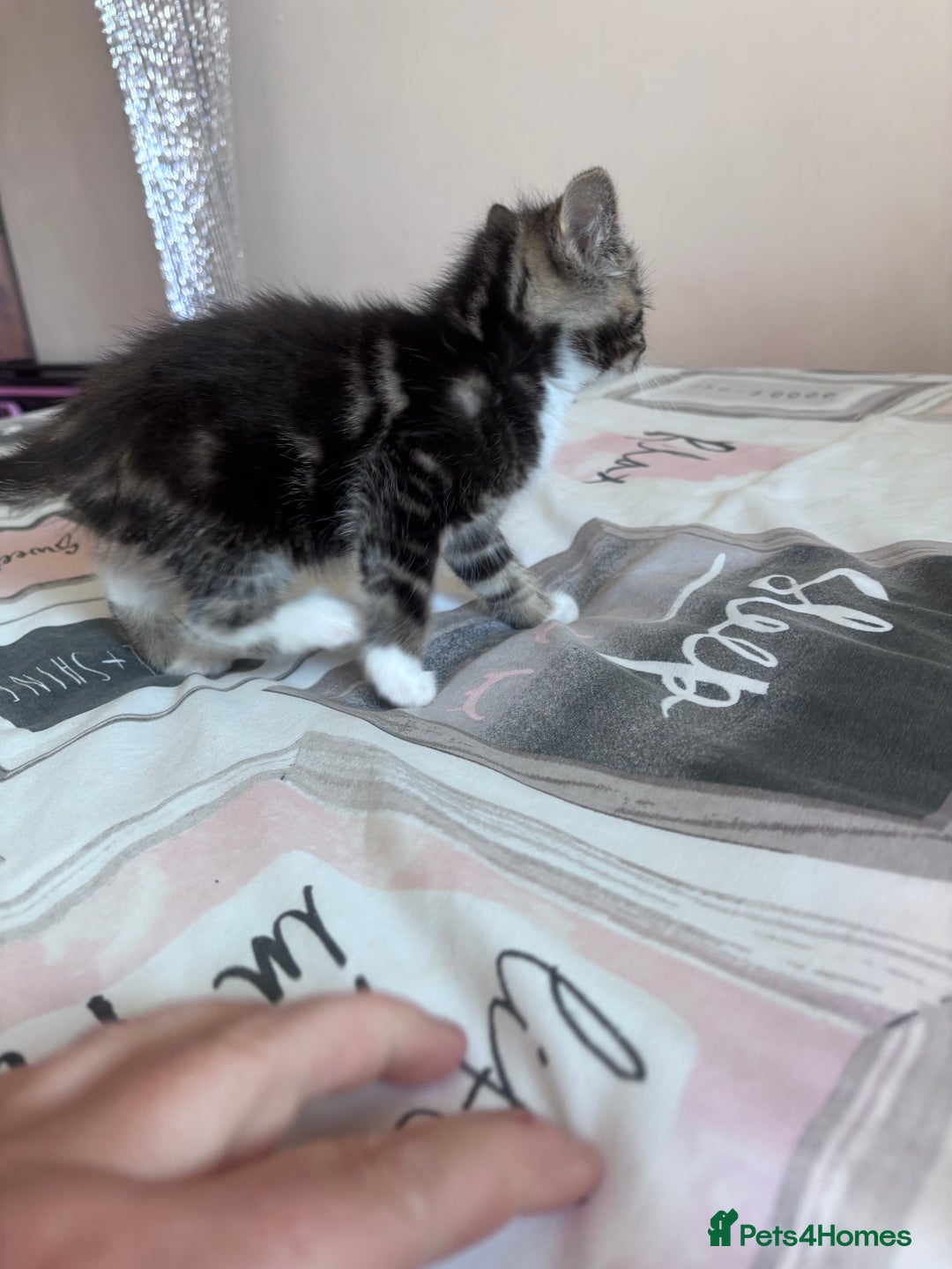 Ragdoll cats for sale: Ragdoll Cross Maine Coon Kitten - Image 16