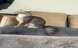 Mixed Breed cats for sale: Long haired Silver tabby and foster kitten - Image 10