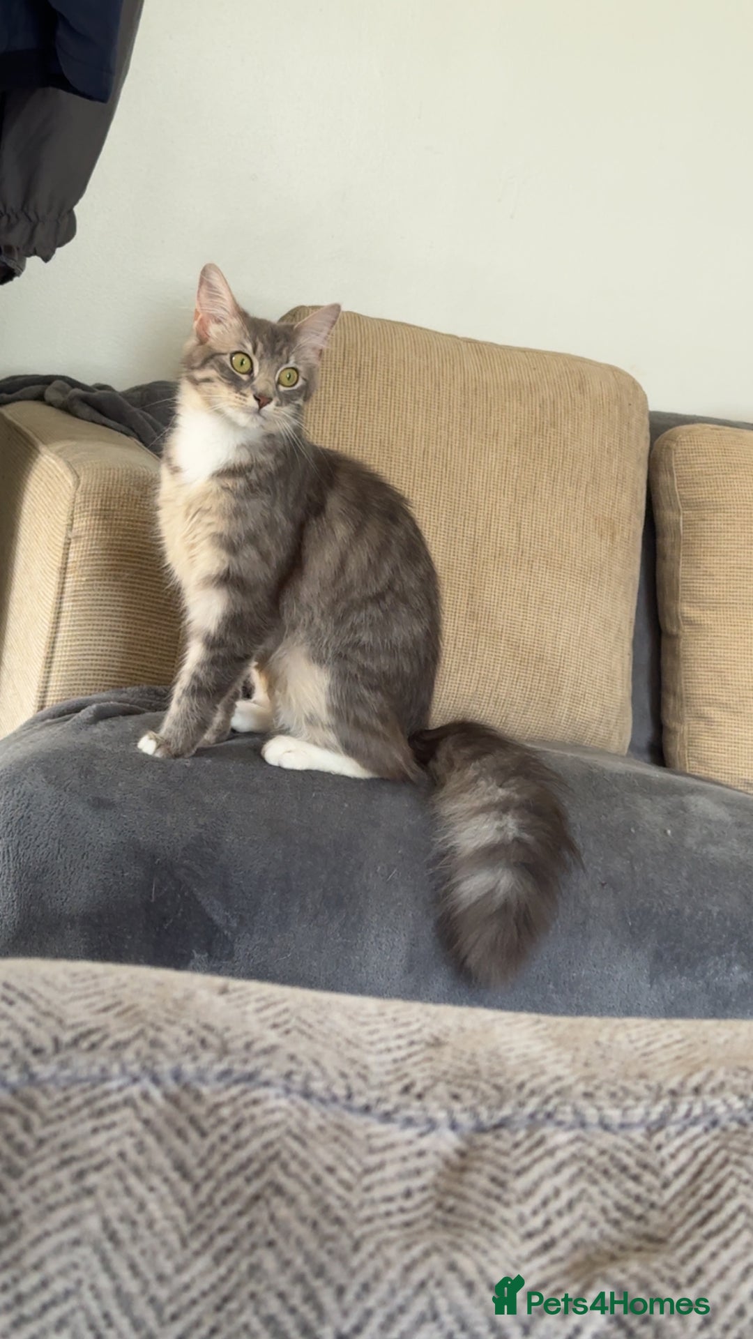 Mixed Breed cats for sale: Long haired Silver tabby and foster kitten - Image 10