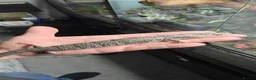 Skink reptiles for sale: Proven Female pink tounge skink - Advert 8