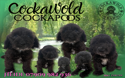 Cockapoo dogs for sale:  PRICE REDUCED: Quality F1 Black Cockapoo Puppies  - Image 1