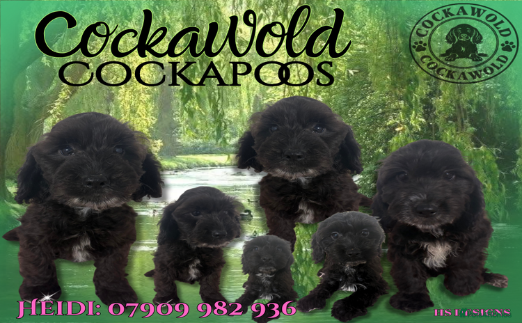 Cockapoo dogs - Advert 1