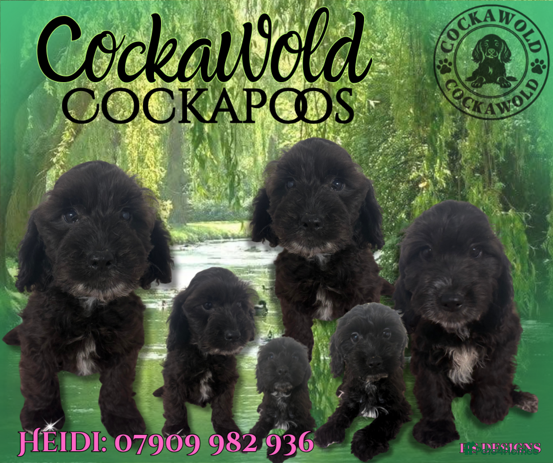 Cockapoo dogs for sale:  PRICE REDUCED: Quality F1 Black Cockapoo Puppies  - Image 1