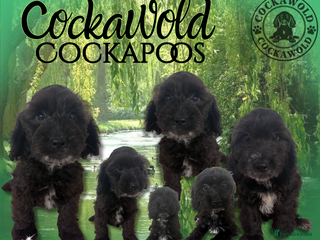 Cockapoo dogs - Advert 5