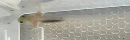 Axolotl reptiles for sale: Axolotl Babies  - Advert 7