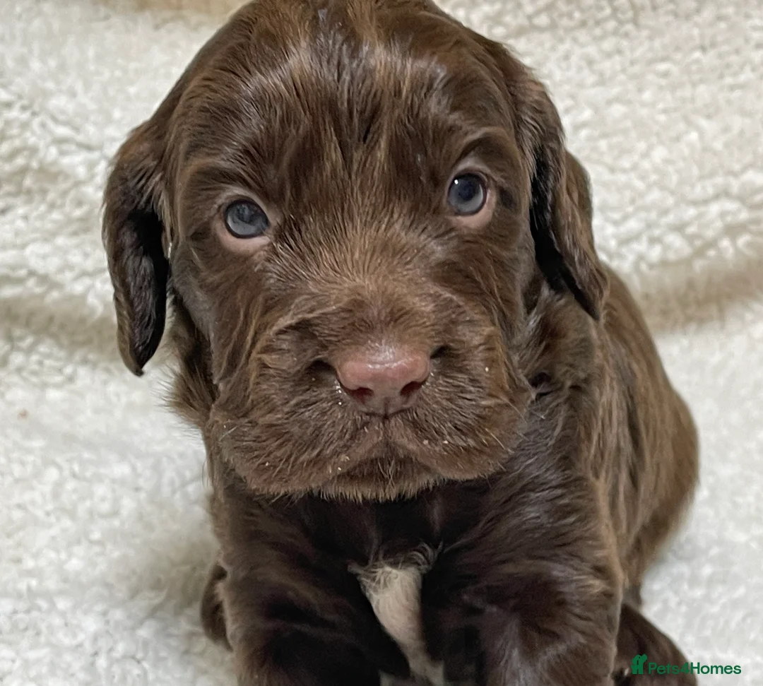 Cocker Spaniel dogs for sale: Working cocker spaniels - Advert 5