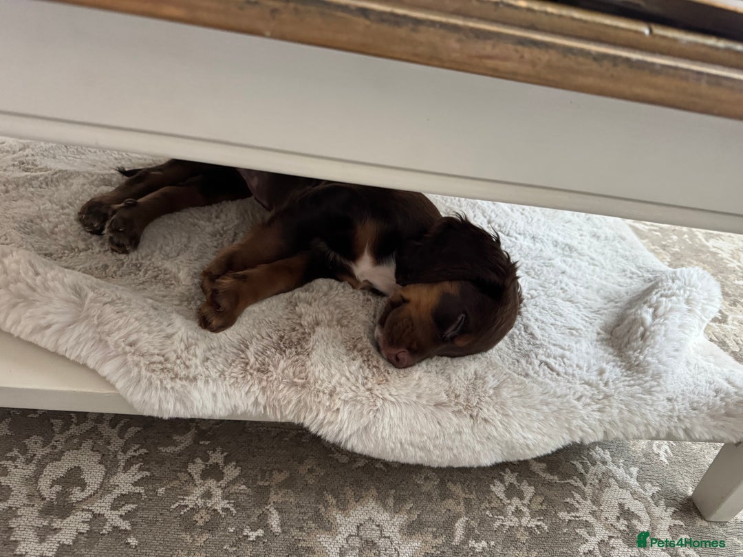 Cocker Spaniel dogs for sale: Loving Home Wanted for Beautiful Olive (WCS Puppy) - Image 17
