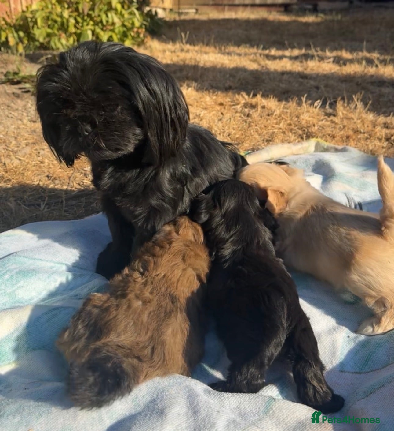 Shih Tzu dogs Imperial Shih Tzu puppies  - Advert 1