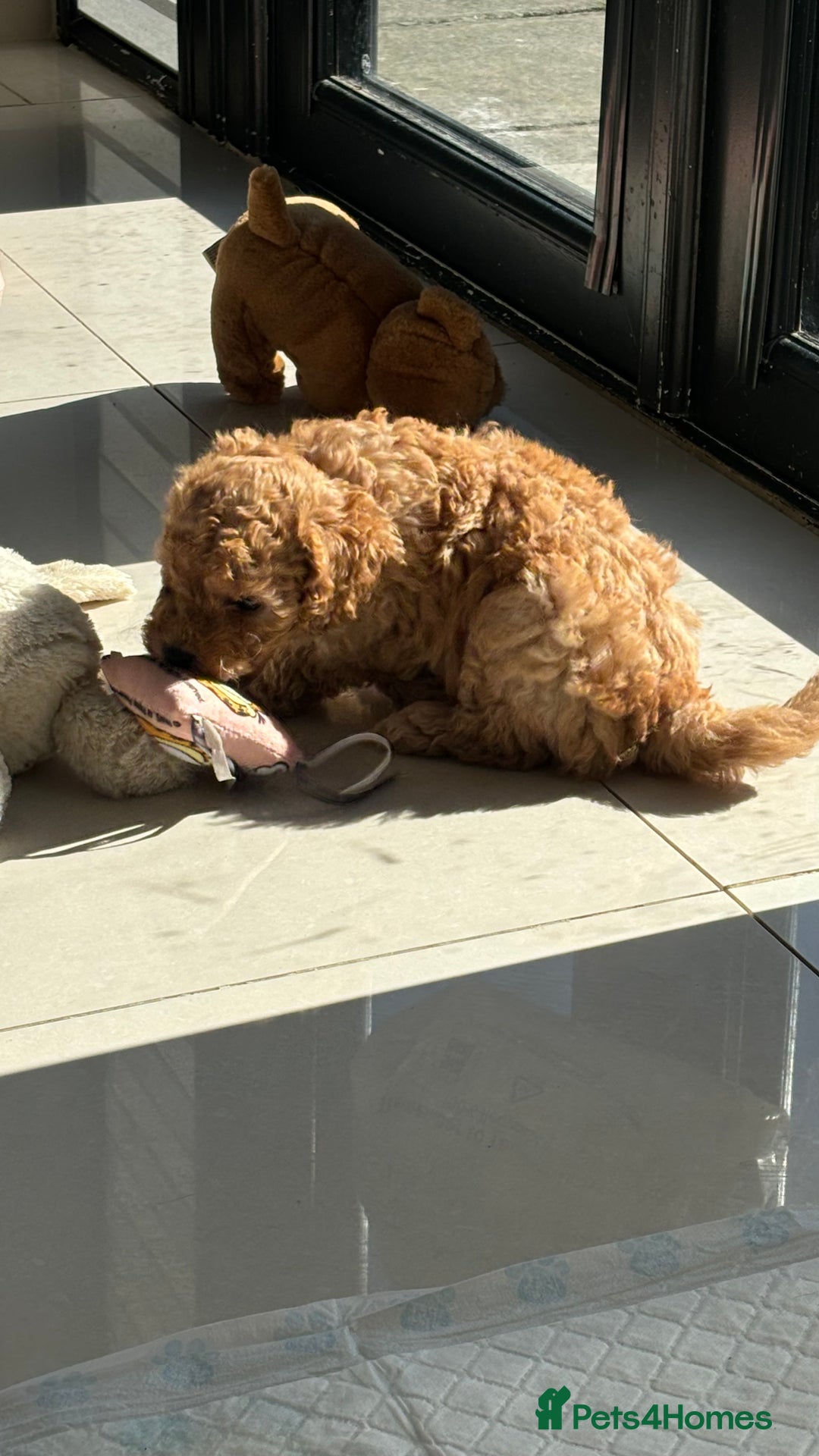 Mixed Breed dogs for sale: Miniature Poodles - Image 8