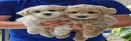 Poochon dogs for sale: Health-Tested Poochon Puppies – Ready NOW - Advert 4