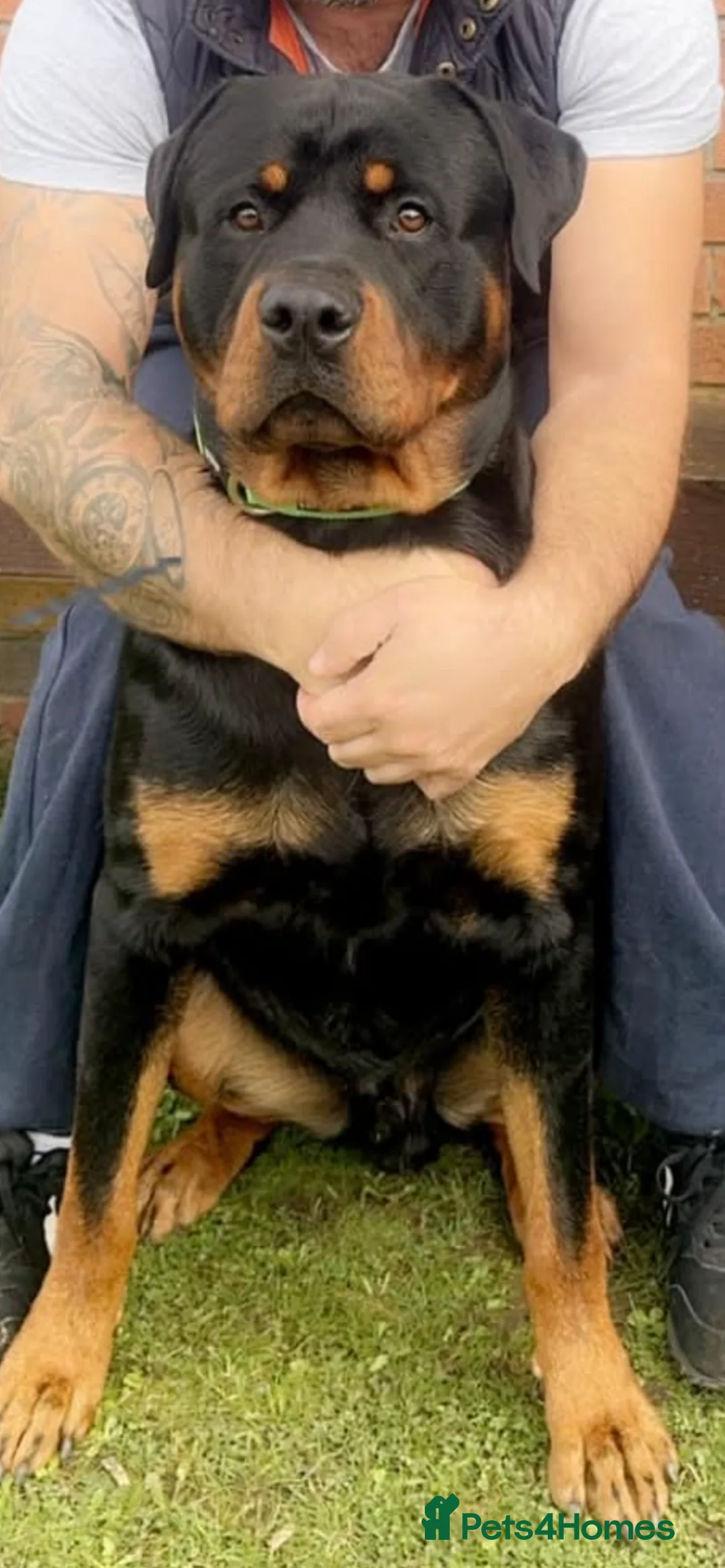 Rottweiler dogs for stud: Rottweiler available for stud in Mansfield - Advert 2