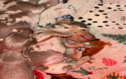 Miniature Dachshund dogs for sale: Beautiful mini dashys 💜 - Image 6