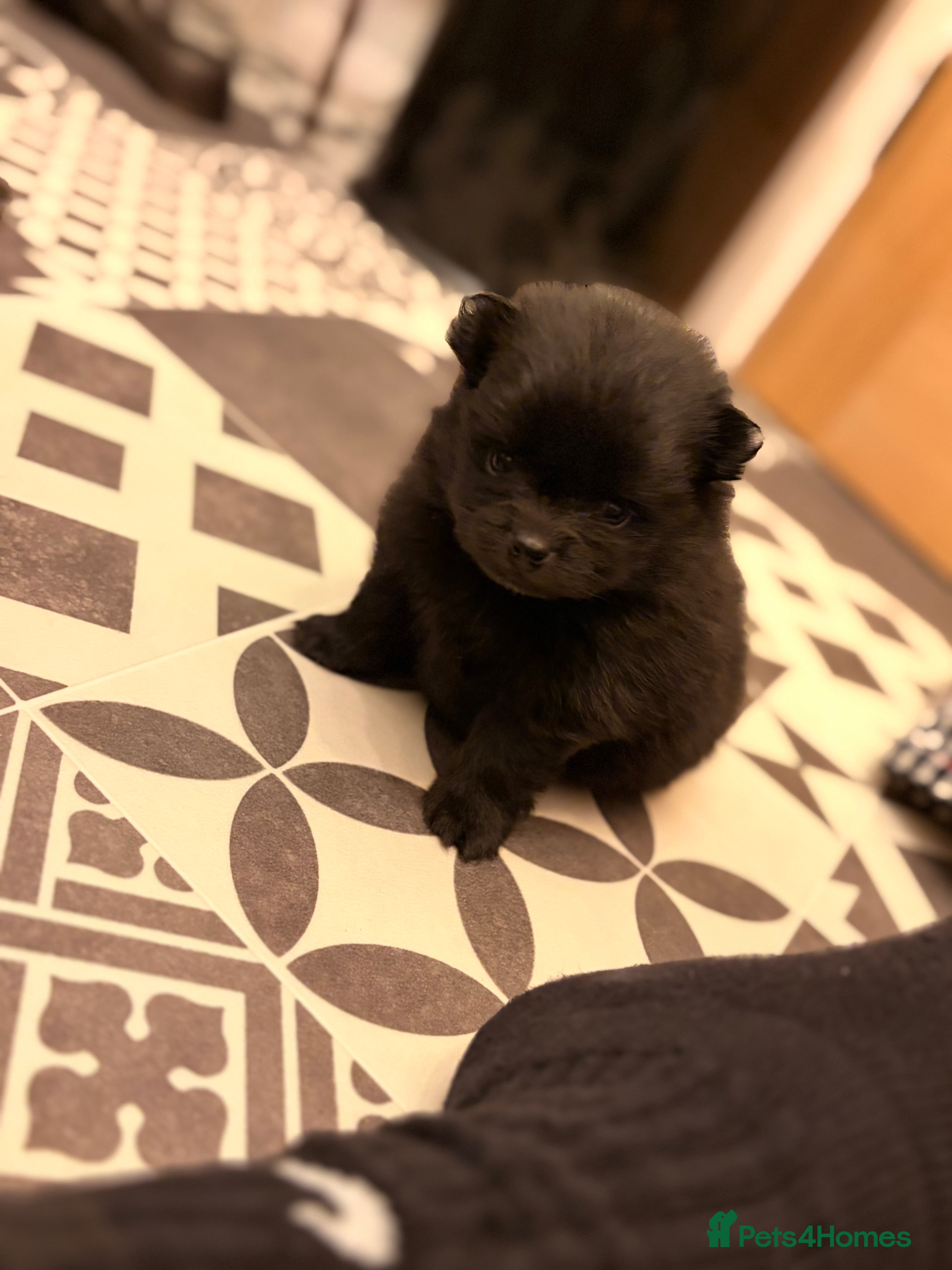 Pomeranian dogs Beautiful mini Pom bears - Advert 14