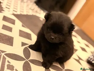 Pomeranian dogs Beautiful mini Pom bears - Advert 14