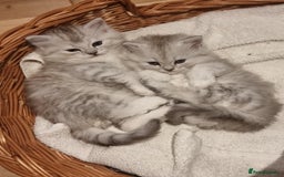 Persian cats for sale:  Boy and Girl pair to go together - Image 5