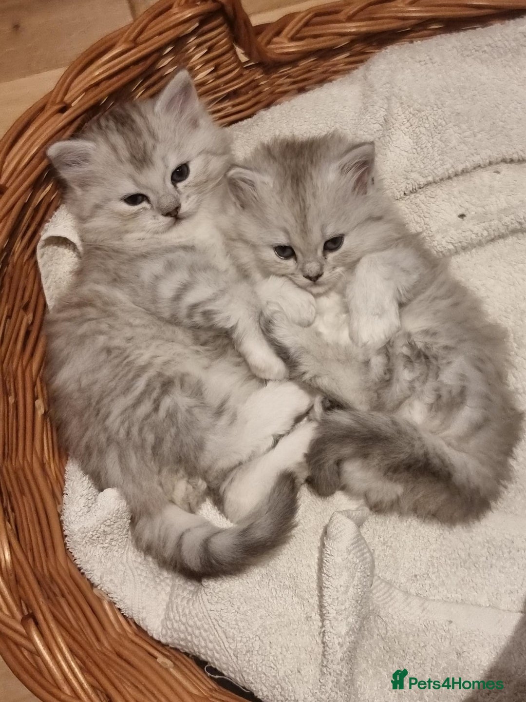 Persian cats for sale:  Boy and Girl pair to go together - Image 5