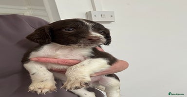 Sprocker dogs - Advert 3