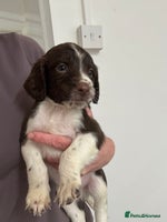 Sprocker dogs - Advert 1