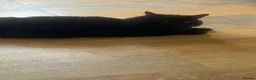British Longhair cats for sale: Cat for Rehome - Advert 4