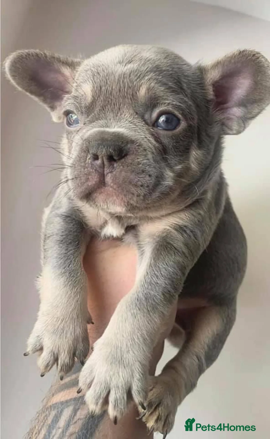 French Bulldog dogs for stud: BEAUTIFUL LILAC AND TAN FRENCH BULLDOG in Sunderland - Advert 14